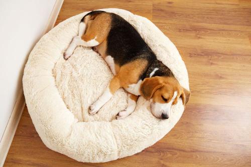 Milyen rutin segít abban, hogy kevesebb szőr, kosz és szag gyűljön össze otthon