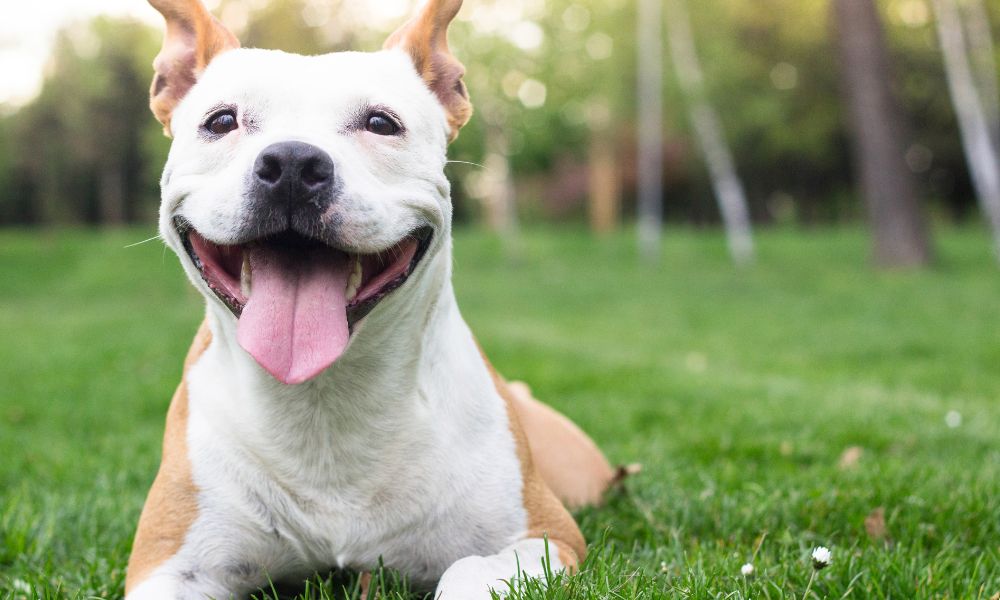 Sörélesztő kutyáknak - Miért rajong érte ennyi gazdi?