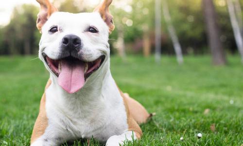 Sörélesztő kutyáknak - Miért rajong érte ennyi gazdi?